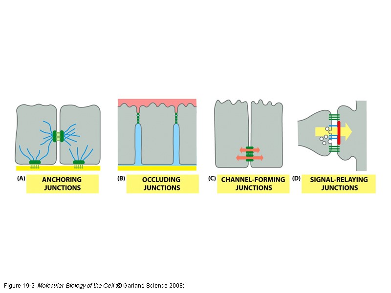 Figure 19-2  Molecular Biology of the Cell (© Garland Science 2008)